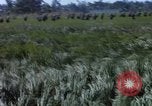 Image of ARVN operation in Vietnam War Vietnam, 1967, second 27 stock footage video 65675025940