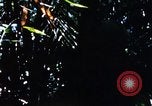 Image of enemy sweep Vietnam, 1969, second 53 stock footage video 65675025951