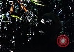 Image of enemy sweep Vietnam, 1969, second 55 stock footage video 65675025951
