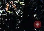 Image of enemy sweep Vietnam, 1969, second 58 stock footage video 65675025951