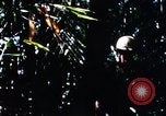 Image of enemy sweep Vietnam, 1969, second 59 stock footage video 65675025951