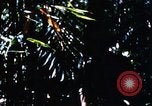 Image of enemy sweep Vietnam, 1969, second 60 stock footage video 65675025951