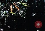 Image of enemy sweep Vietnam, 1969, second 61 stock footage video 65675025951