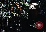 Image of enemy sweep Vietnam, 1969, second 62 stock footage video 65675025951
