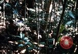 Image of 4th Infantry Division in Vietnam War Vietnam, 1969, second 26 stock footage video 65675025953