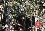 Image of 4th Infantry Division Vietnam, 1969, second 51 stock footage video 65675025954