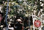 Image of 4th Infantry Division Vietnam, 1969, second 54 stock footage video 65675025954