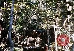 Image of 4th Infantry Division Vietnam, 1969, second 55 stock footage video 65675025954