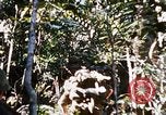 Image of 4th Infantry Division Vietnam, 1969, second 57 stock footage video 65675025954