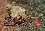 Immagine di Booby intrappolato Viet Cong rimane Il Vietnam, 1967, secondo 12 filmato di repertorio 65675025979