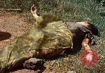 Immagine di Booby intrappolato Viet Cong rimane Il Vietnam, 1967, secondo 56 filmato di repertorio 65675025979