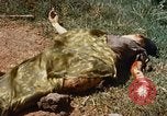 Immagine di Booby intrappolato Viet Cong rimane Il Vietnam, 1967, secondo 59 filmato di repertorio 65675025979