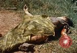 Immagine di Booby intrappolato Viet Cong rimane Il Vietnam, 1967, secondo 60 filmato di repertorio 65675025979