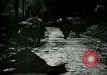 Standbild Nachwirkungen der Schlacht von Caporetto in Ersten Weltkrieg Italien, 1917, aus Sekunde 14 historischem Filmmaterial Videoclip 65675026036