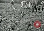 Image of British soldiers digging trenches France, 1916, second 36 stock footage video 65675026076