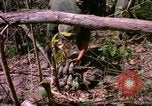 Standbild operation Cedar Falls Vietnam, 1967, aus Sekunde 43 historischem Filmmaterial Videoclip 65675026109