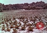 Image of alcohol taxes United States USA, 1953, second 61 stock footage video 65675026149