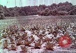 Image of alcohol taxes United States USA, 1953, second 62 stock footage video 65675026149