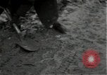 Standbild mine einfedern Wirtzfeld Belgien, 1944, aus Sekunde 45 historischem Filmmaterial Videoclip 65675026200