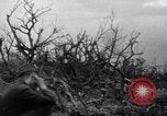 Image of Japanese soldiers surrender to marines Iwo Jima, 1945, second 40 stock footage video 65675026276