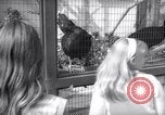 Image Los Angeles Zoo Los Angeles California USA, 1966, de la seconde 31 séquences d'archives historiques vidéo 65675026292