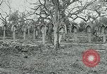 Image of German Military Cemetery France, 1918, second 19 stock footage video 65675026367