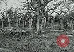 Image of German Military Cemetery France, 1918, second 20 stock footage video 65675026367