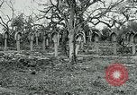 Image of German Military Cemetery France, 1918, second 21 stock footage video 65675026367