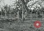 Image of German Military Cemetery France, 1918, second 22 stock footage video 65675026367