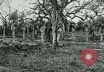 Image of German Military Cemetery France, 1918, second 23 stock footage video 65675026367