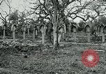 Image of German Military Cemetery France, 1918, second 24 stock footage video 65675026367