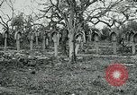 Image of German Military Cemetery France, 1918, second 25 stock footage video 65675026367