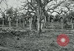 Image of German Military Cemetery France, 1918, second 26 stock footage video 65675026367