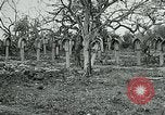 Image of German Military Cemetery France, 1918, second 27 stock footage video 65675026367
