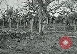 Image of German Military Cemetery France, 1918, second 28 stock footage video 65675026367