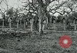 Image of German Military Cemetery France, 1918, second 29 stock footage video 65675026367