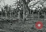Image of German Military Cemetery France, 1918, second 30 stock footage video 65675026367