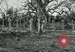 Image of German Military Cemetery France, 1918, second 31 stock footage video 65675026367