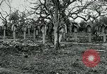 Image of German Military Cemetery France, 1918, second 32 stock footage video 65675026367