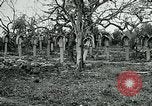 Image of German Military Cemetery France, 1918, second 33 stock footage video 65675026367