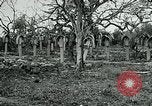 Image of German Military Cemetery France, 1918, second 34 stock footage video 65675026367