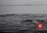 Image baleines blanches Canada, 1967, de la seconde 10 séquences d'archives historiques vidéo 65675026414