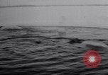 Image baleines blanches Canada, 1967, de la seconde 11 séquences d'archives historiques vidéo 65675026414