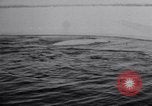 Image baleines blanches Canada, 1967, de la seconde 12 séquences d'archives historiques vidéo 65675026414