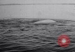 Image baleines blanches Canada, 1967, de la seconde 13 séquences d'archives historiques vidéo 65675026414