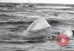 Image baleines blanches Canada, 1967, de la seconde 15 séquences d'archives historiques vidéo 65675026414