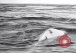 Image baleines blanches Canada, 1967, de la seconde 16 séquences d'archives historiques vidéo 65675026414
