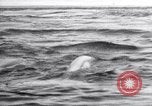 Image baleines blanches Canada, 1967, de la seconde 17 séquences d'archives historiques vidéo 65675026414