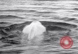 Image baleines blanches Canada, 1967, de la seconde 18 séquences d'archives historiques vidéo 65675026414