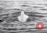 Image baleines blanches Canada, 1967, de la seconde 19 séquences d'archives historiques vidéo 65675026414